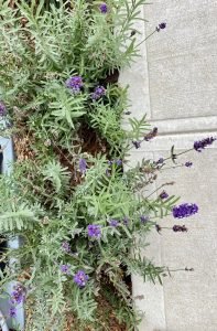 1a11595f-a69a-4666-a79d-16907581d6de